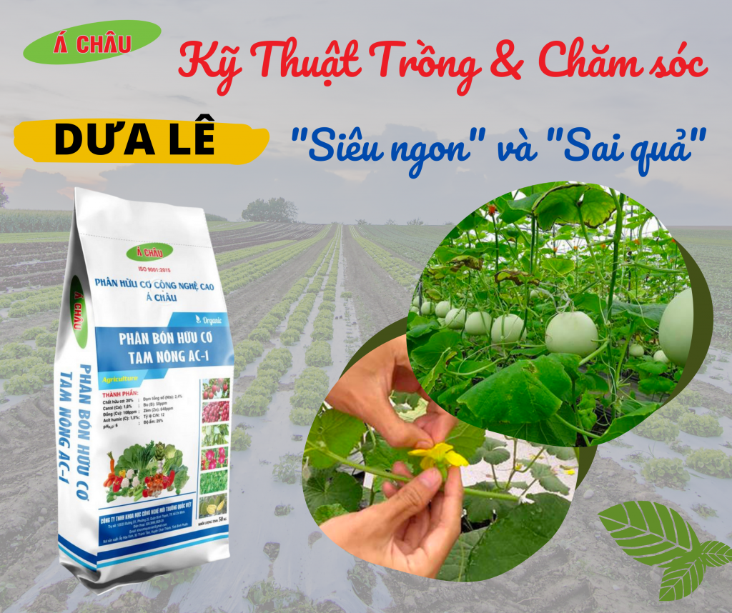 Kỹ Thuật Trồng & Chăm Sóc Dưa Lê